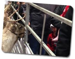Reindeer in pen Reindeer in pen