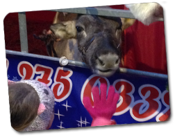 Reindeer in pen Reindeer in pen