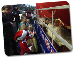 Reindeer in pen Reindeer in pen
